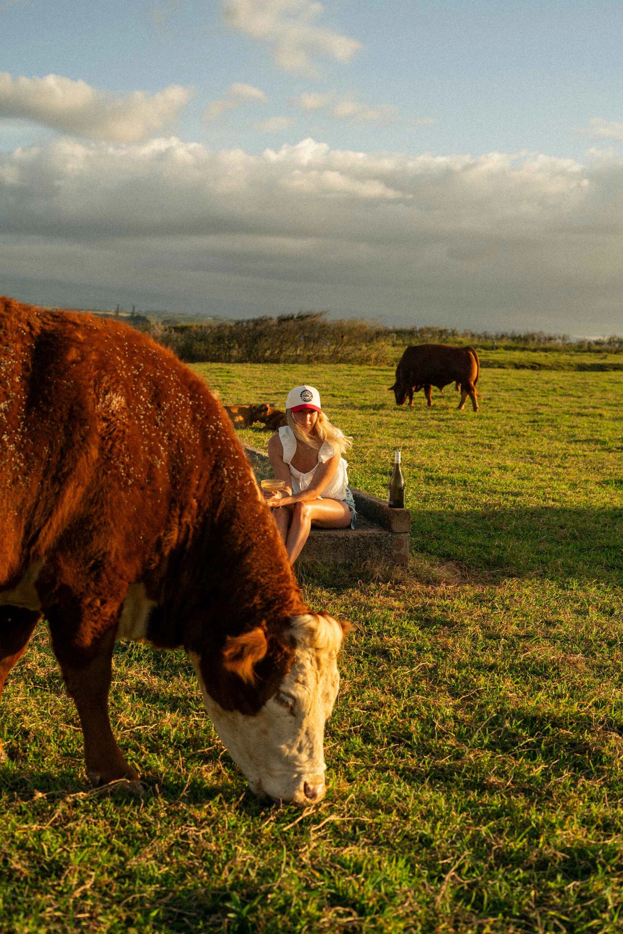 cows crazing in the pasture with girl